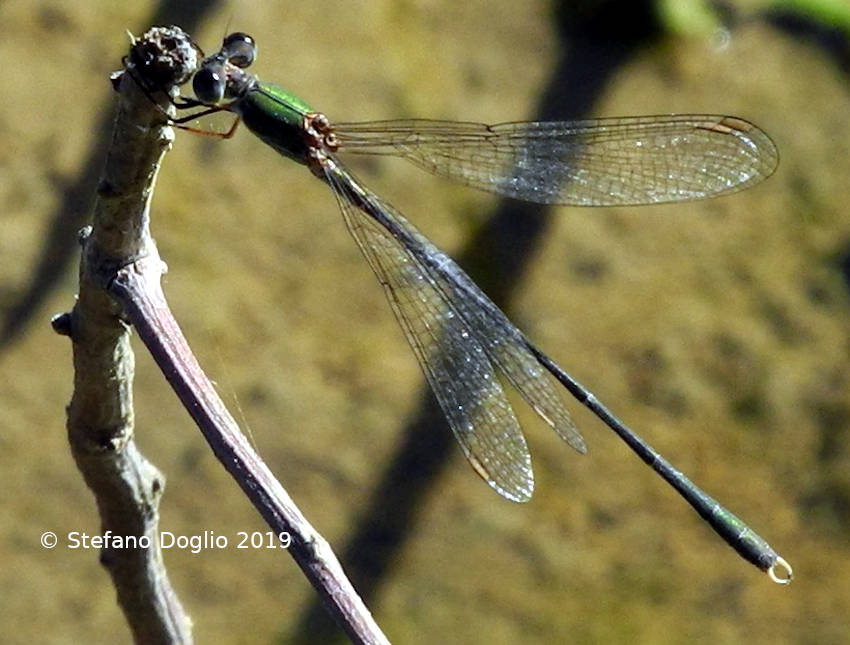 Lestes sp. marocchina da identificare: Chalcolestes viridis